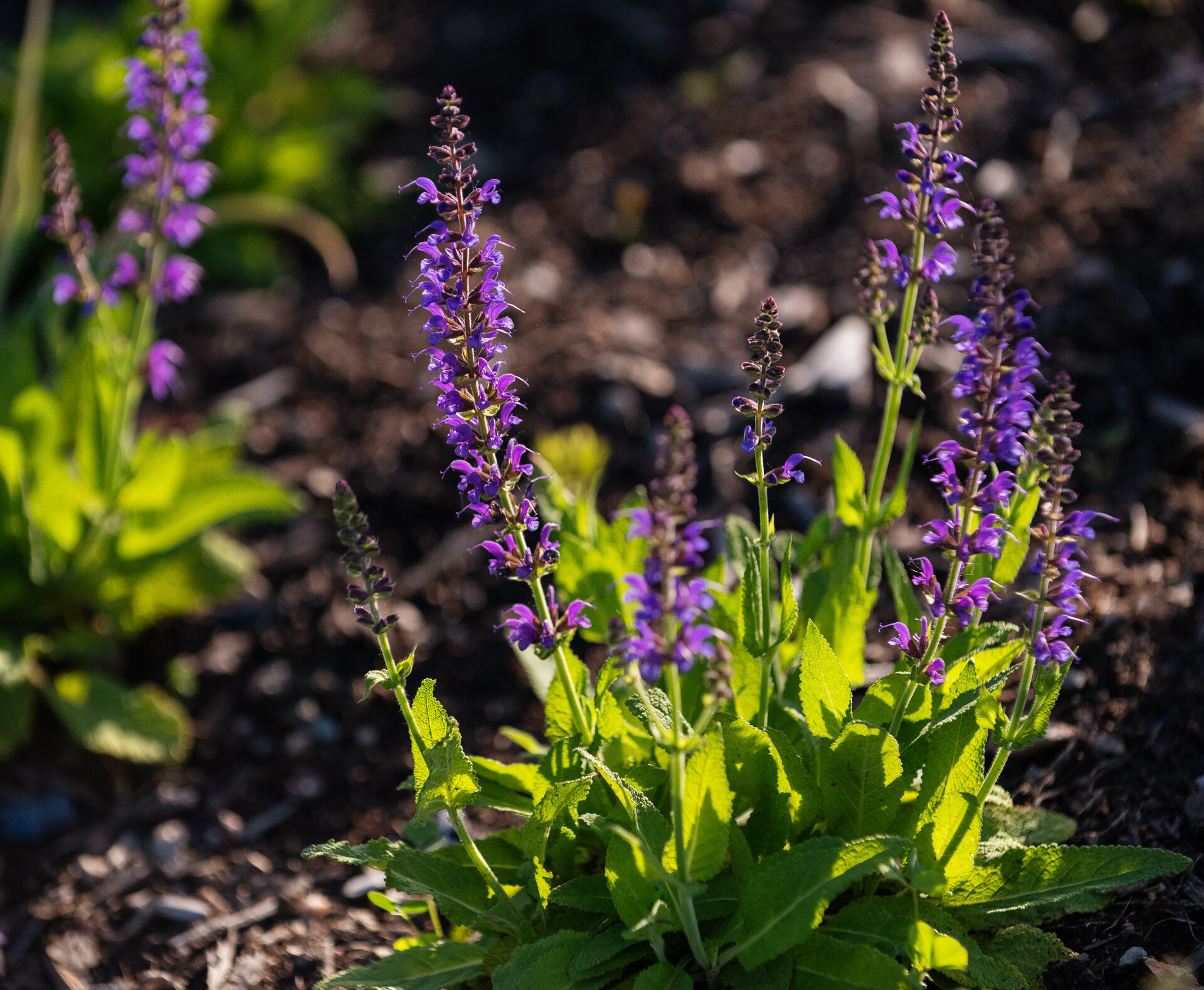 Salvia nemorosa 'Mainacht'